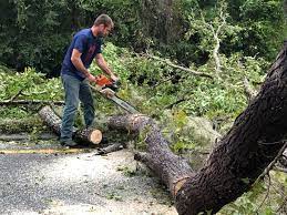 Best Arborist Consultation Services  in Palmview South, TX