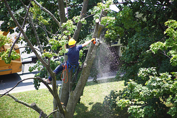 Best Tree Preservation Services  in Palmview South, TX