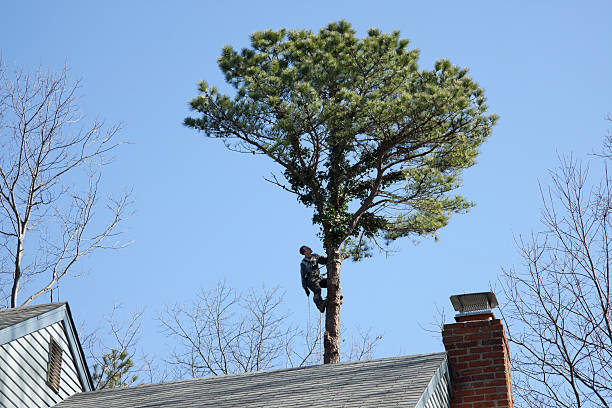  Palmview South, TX Tree Care Pros